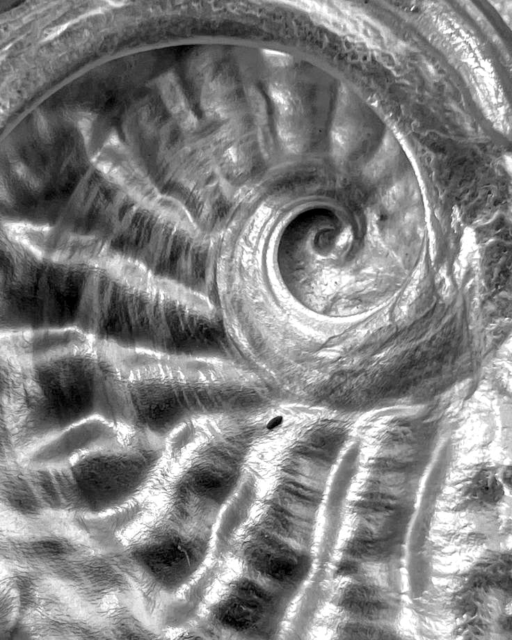 Seashell